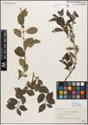 Foto von Salix myrsinifolia Salisb.